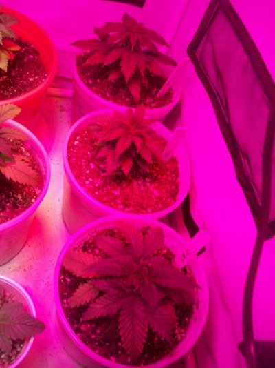 led/hps grow-mixed strains