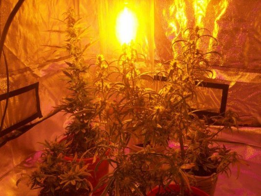 led/hps grow-mixed strains