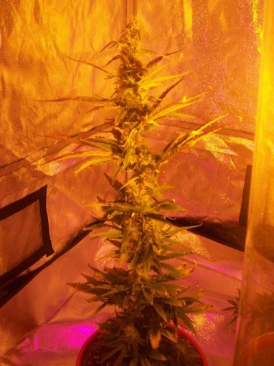 led/hps grow-mixed strains