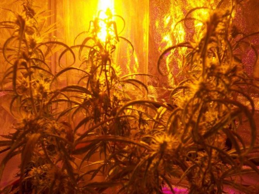 led/hps grow-mixed strains