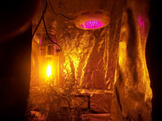 led/hps grow-mixed strains