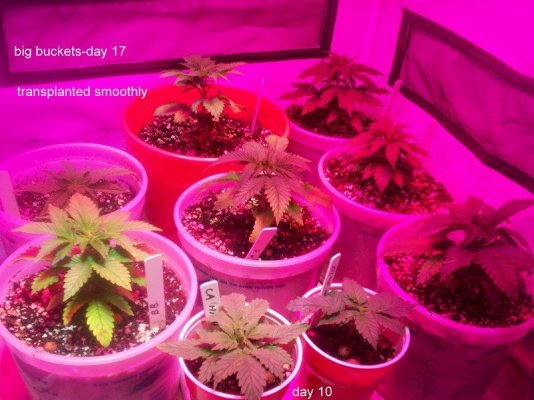 led/hps grow-mixed strains