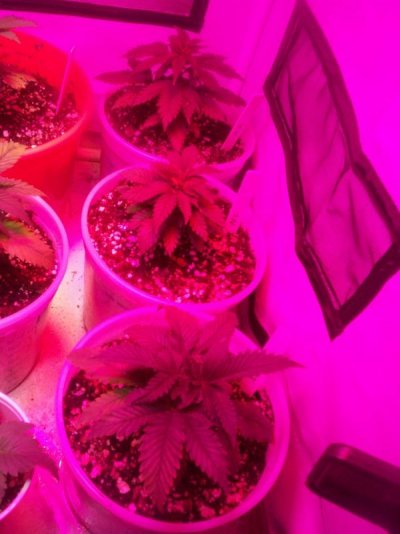 led/hps grow-mixed strains