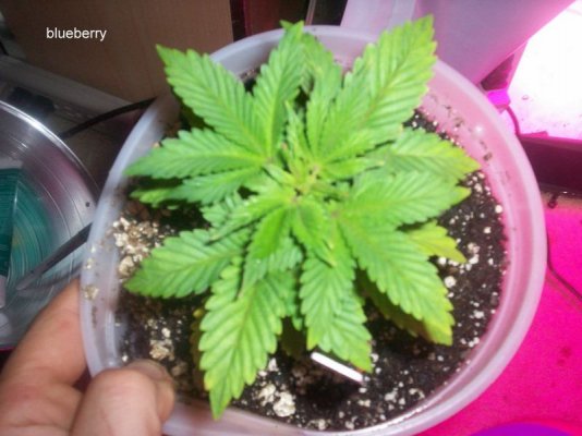 led/hps grow-mixed strains