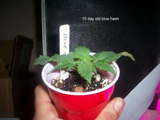 led/hps grow-mixed strains