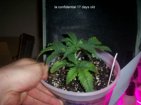 led/hps grow-mixed strains