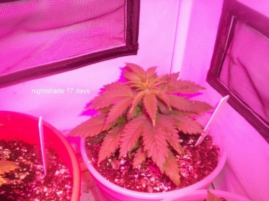 led/hps grow-mixed strains