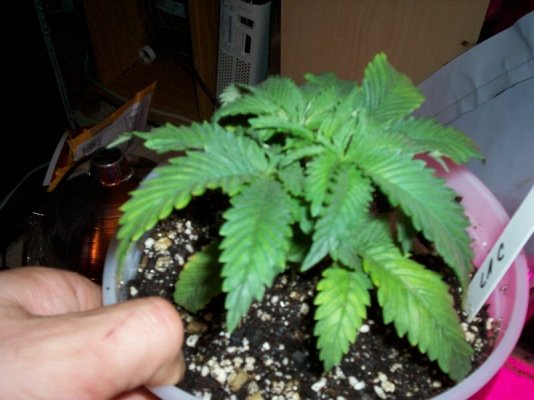 grow-grow 020.JPG