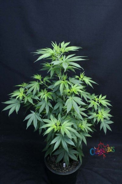 13 Dawgs - day 3 bloom 013.jpg