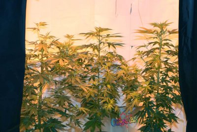 13 Dawgs - day 3 bloom 021.jpg