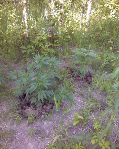 first grow in 15  or so years 166.jpg