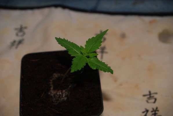 DSC_9389.JPG