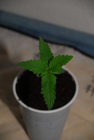 DSC_9396.JPG