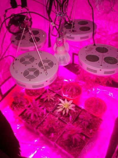 all led now 004.JPG