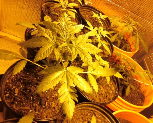 first grow in 15  or so years 173.jpg