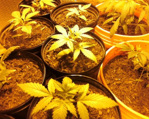 first grow in 15  or so years 180.jpg