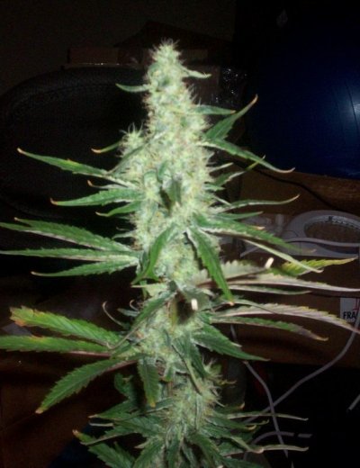 day 2 flowering-morning 006.JPG