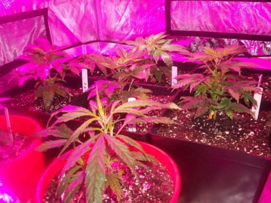 day 2 flowering-morning 008.JPG