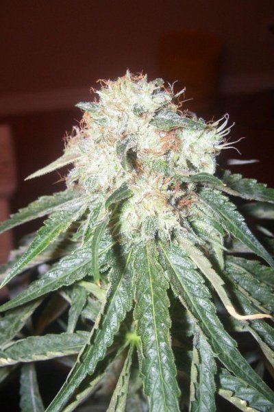 fugu-kush-pix.jpg