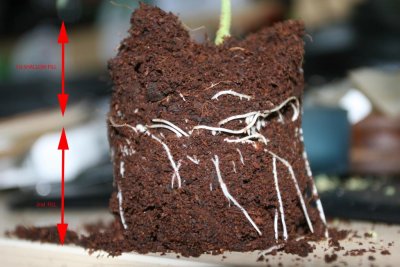 "Rootstacking"/repotting