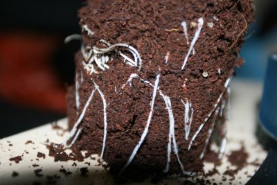 "Rootstacking"/repotting