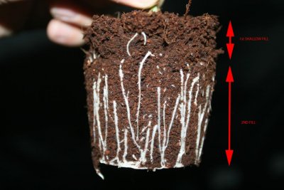 "Rootstacking"/repotting