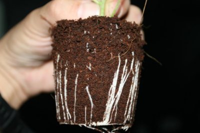 "Rootstacking"/repotting