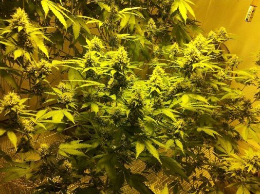 Girl Scout Cookies & Friends