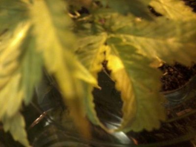 Possible virus in seedling, should I toss it?