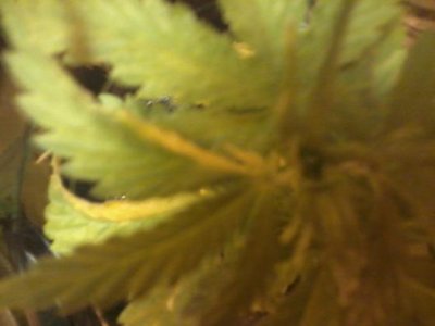 Possible virus in seedling, should I toss it?