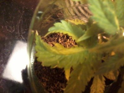 Possible virus in seedling, should I toss it?