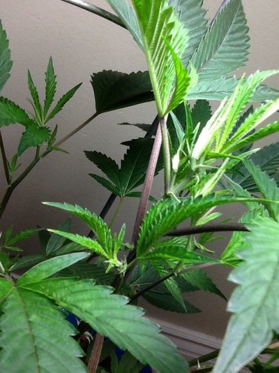 1st-gro-damaged-gone-right-13.jpg