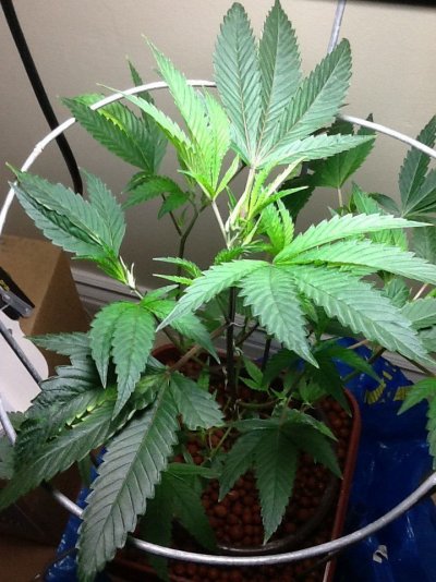 Free gift/plant rescue... 1st grow