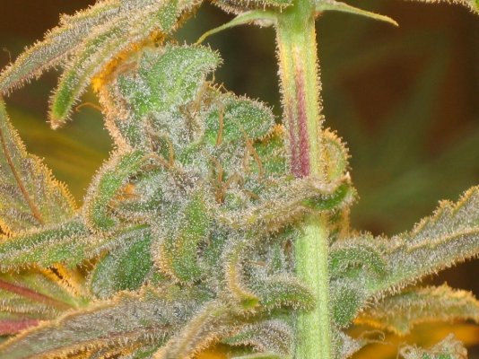 Let's See Your Frostiest Flowers
