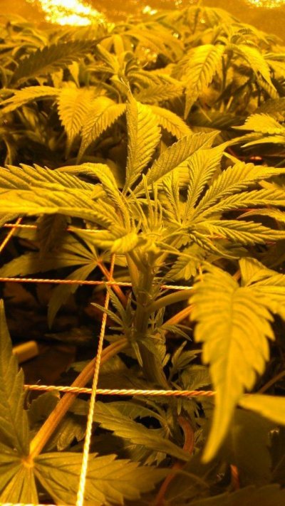 First time grow Cemo & A Stranger