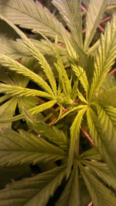 First time grow Cemo & A Stranger