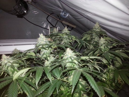 Diesels Kush Kitchen