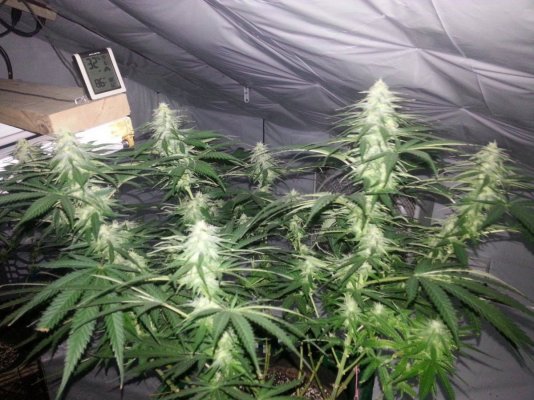 Diesels Kush Kitchen
