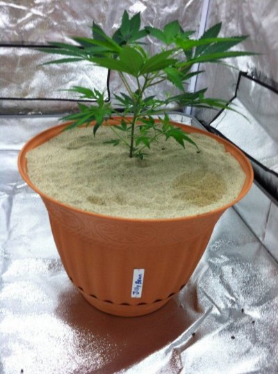 new grow coming bigger and better