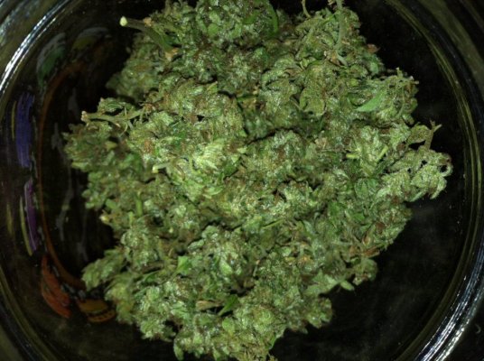 Blue uprising all organic