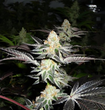 Girl Scout Cookies & Friends