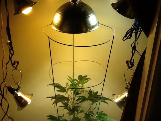 Free gift/plant rescue... 1st grow