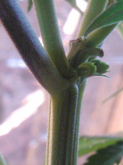 Male or Female?