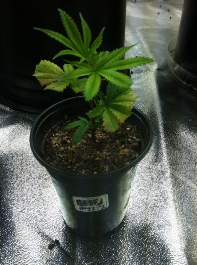 new grow coming bigger and better