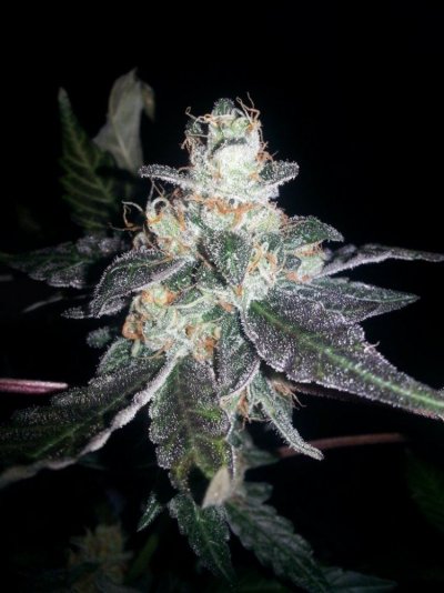 SinMint Cookies