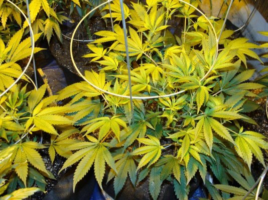 (SGK)Purple Diesel.JPG