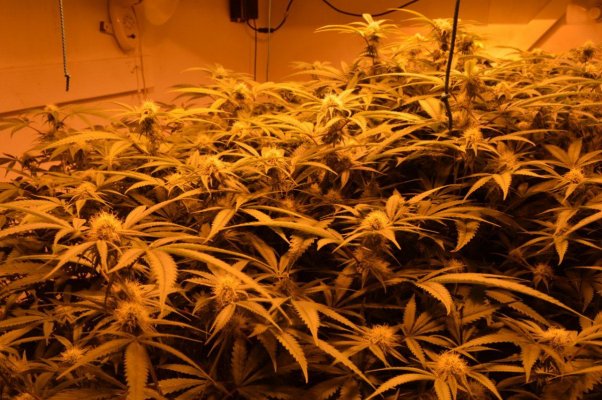 The GR33N ROOM: 1