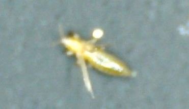 Infested with thrips. Suggestions anyone?