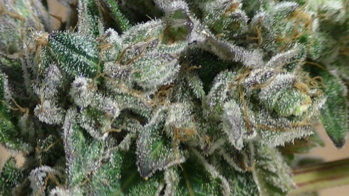 west coast sour diesel aka kerosene kush