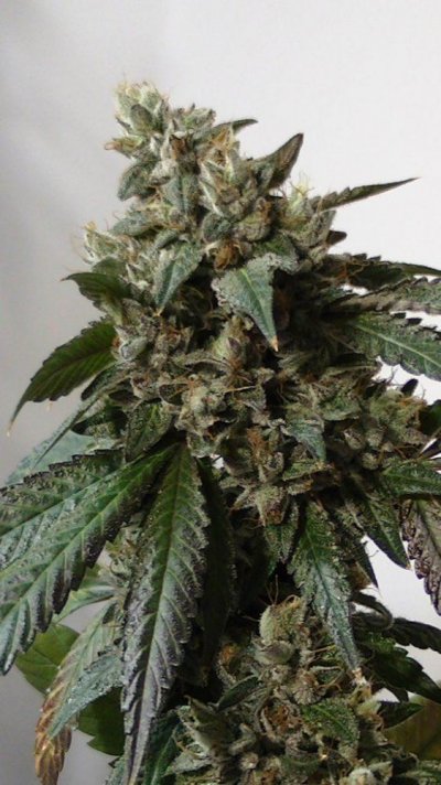 west coast sour diesel aka kerosene kush